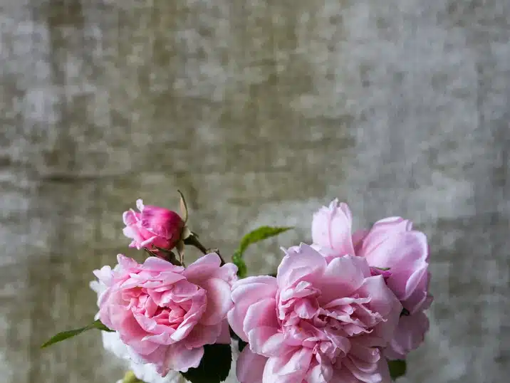 Een detail van openstaande roze pioenrozen